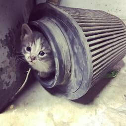 Kitten in air filter