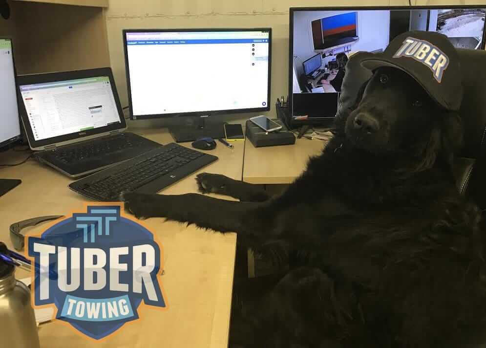 Dog Working at Desk Chair